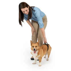 Hot PetSafe CareLift™ Rear Support Harness