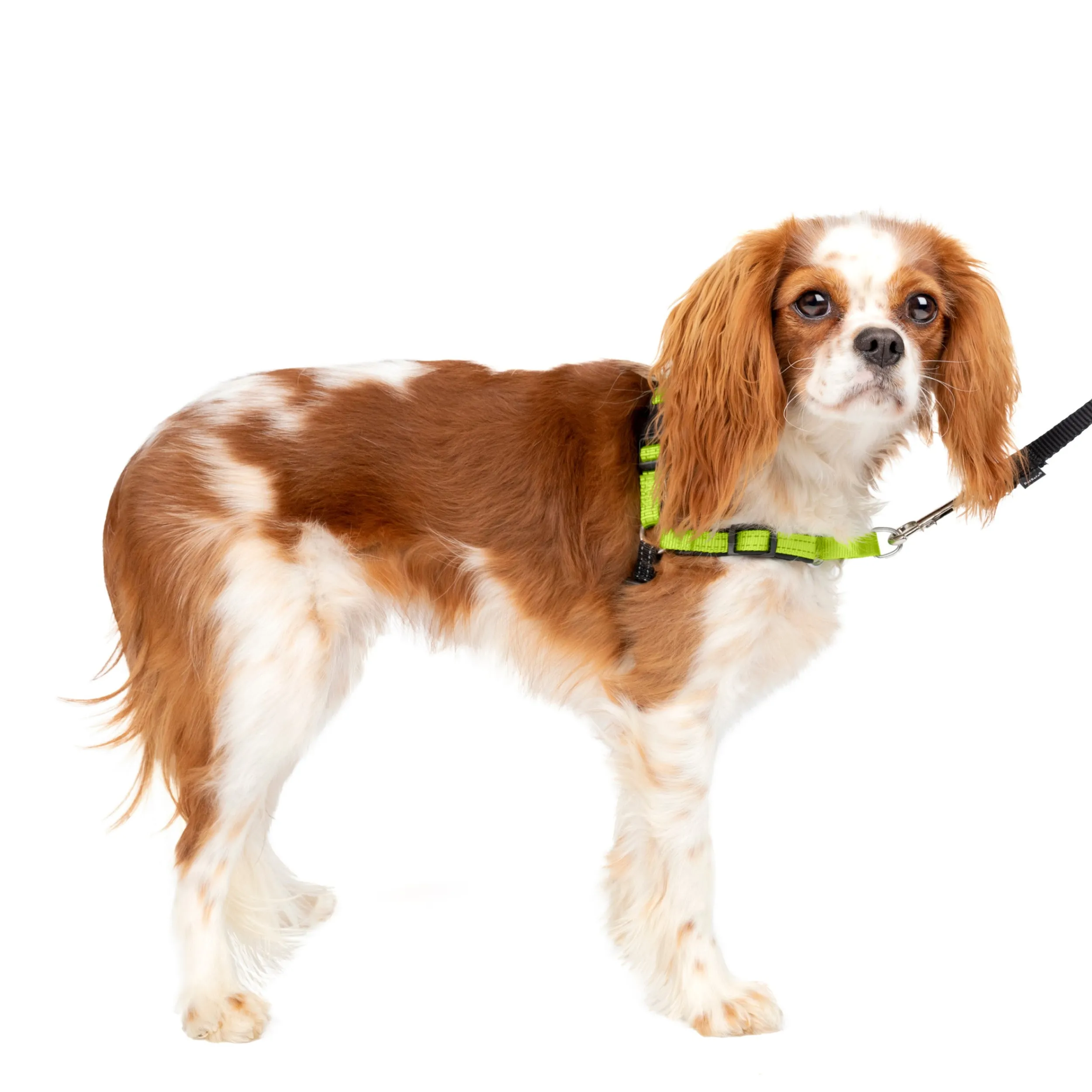 Cheap PetSafe Deluxe Easy Walk® Harness